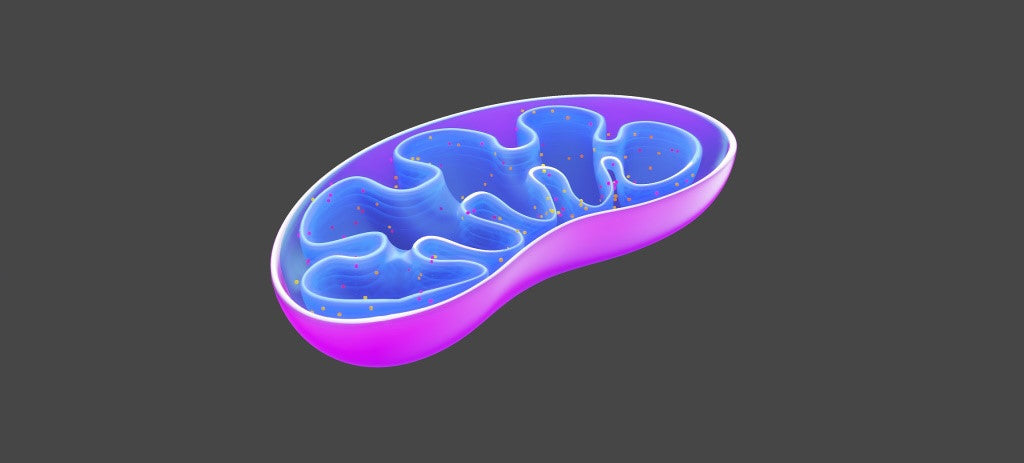 Mitochondrien