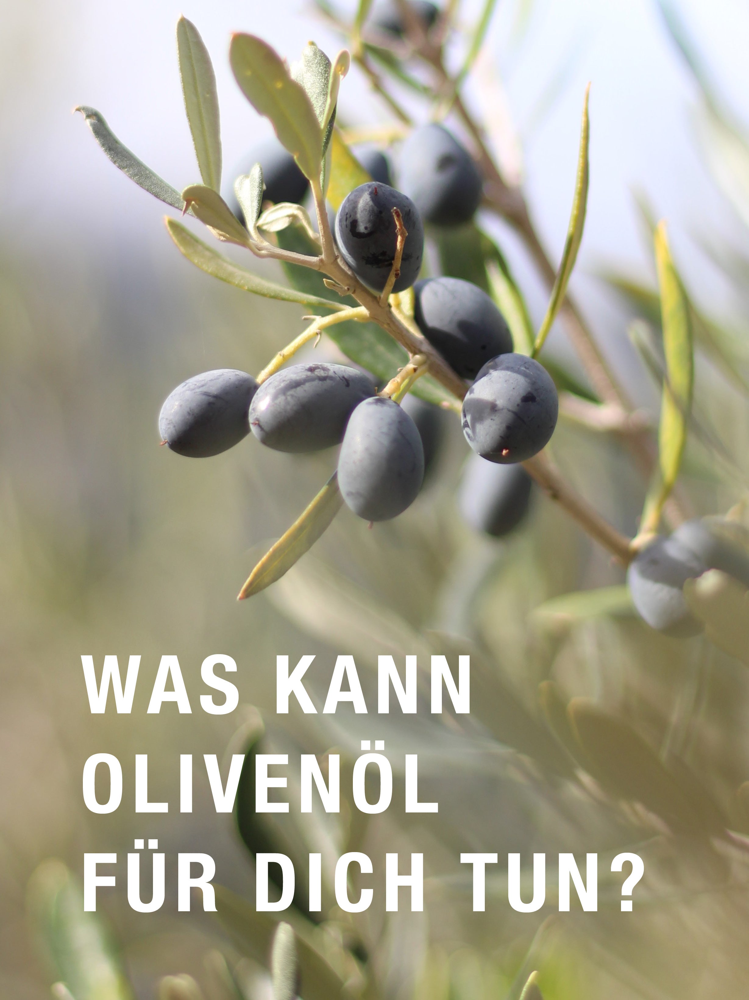 Olivenöl: Warum es in deinen Alltag gehört